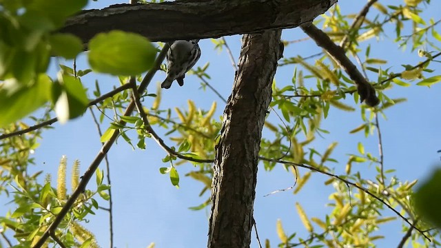 Black-and-white Warbler - ML659284521