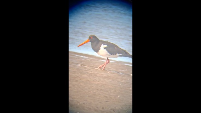 Pied Oystercatcher - ML659284571