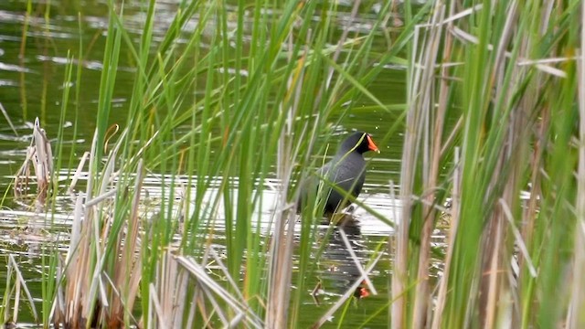 Common Gallinule - ML659284581