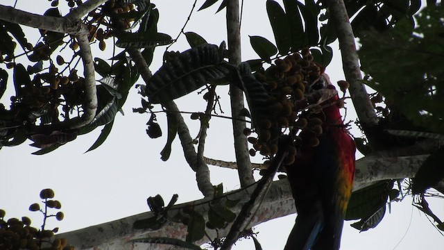 Scarlet Macaw - ML659284621