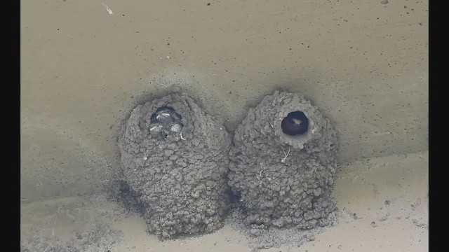 Cliff Swallow - ML659284784