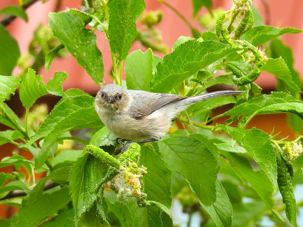 Bushtit - ML659285179