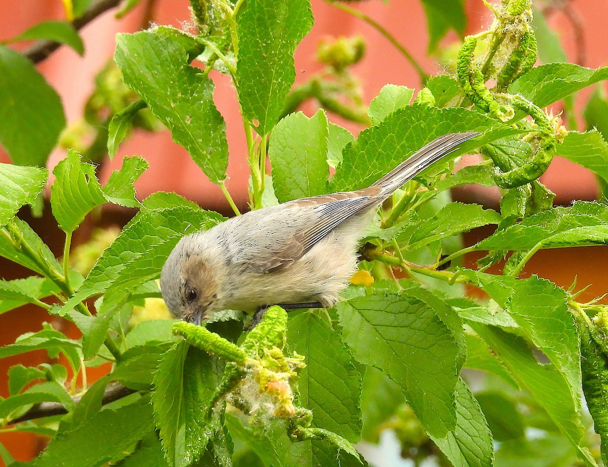 Bushtit - ML659285183