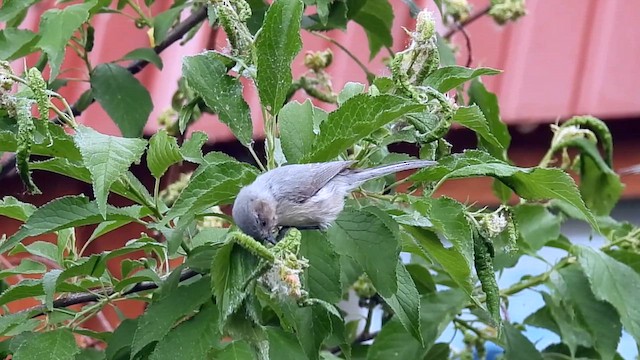 Bushtit - ML659285184