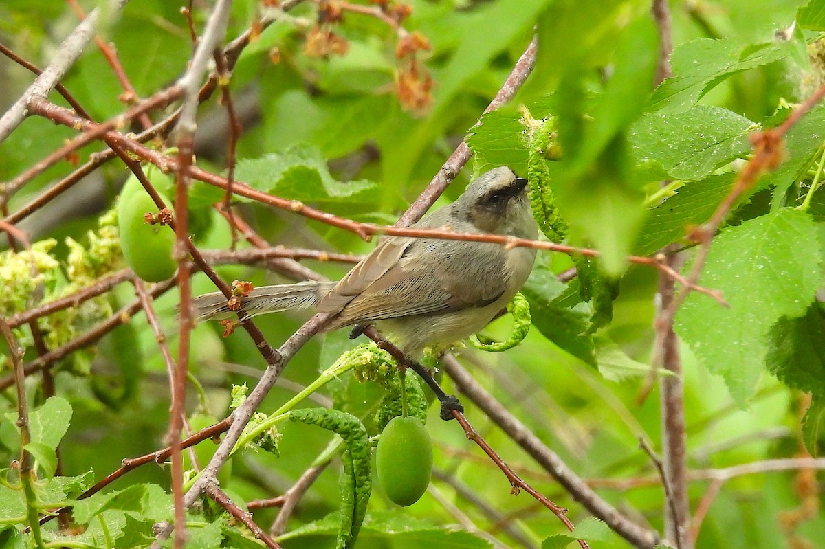 Bushtit - ML659285198