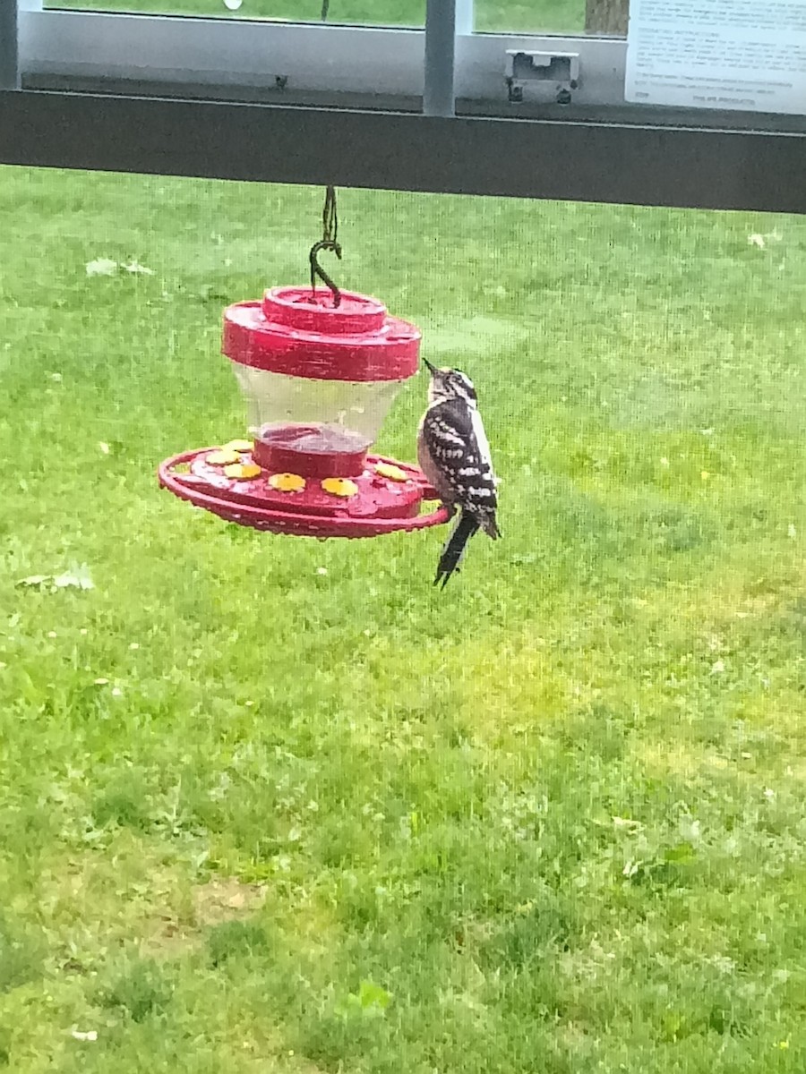 Downy Woodpecker - ML659285263