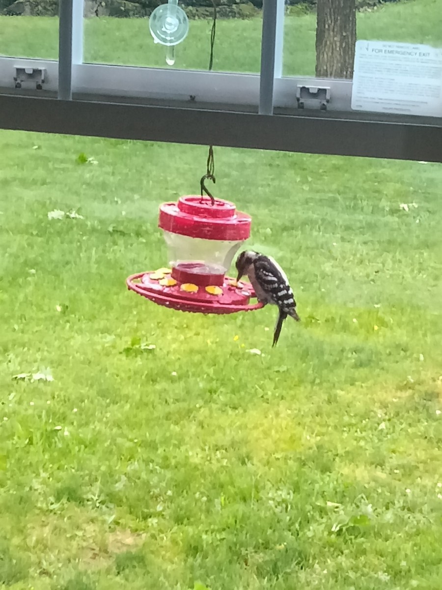 Downy Woodpecker - ML659285277