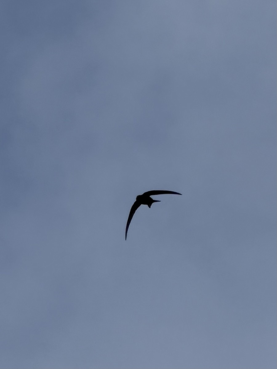 Common Swift - ML659285467