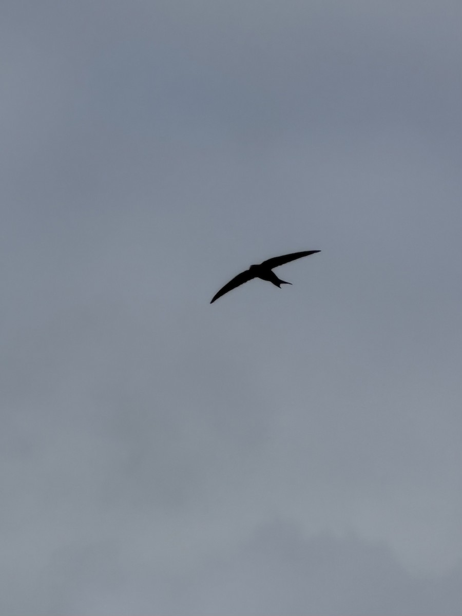 Common Swift - ML659285468