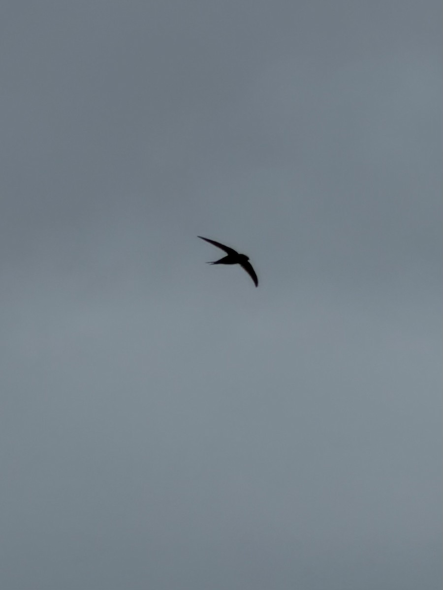 Common Swift - ML659285469