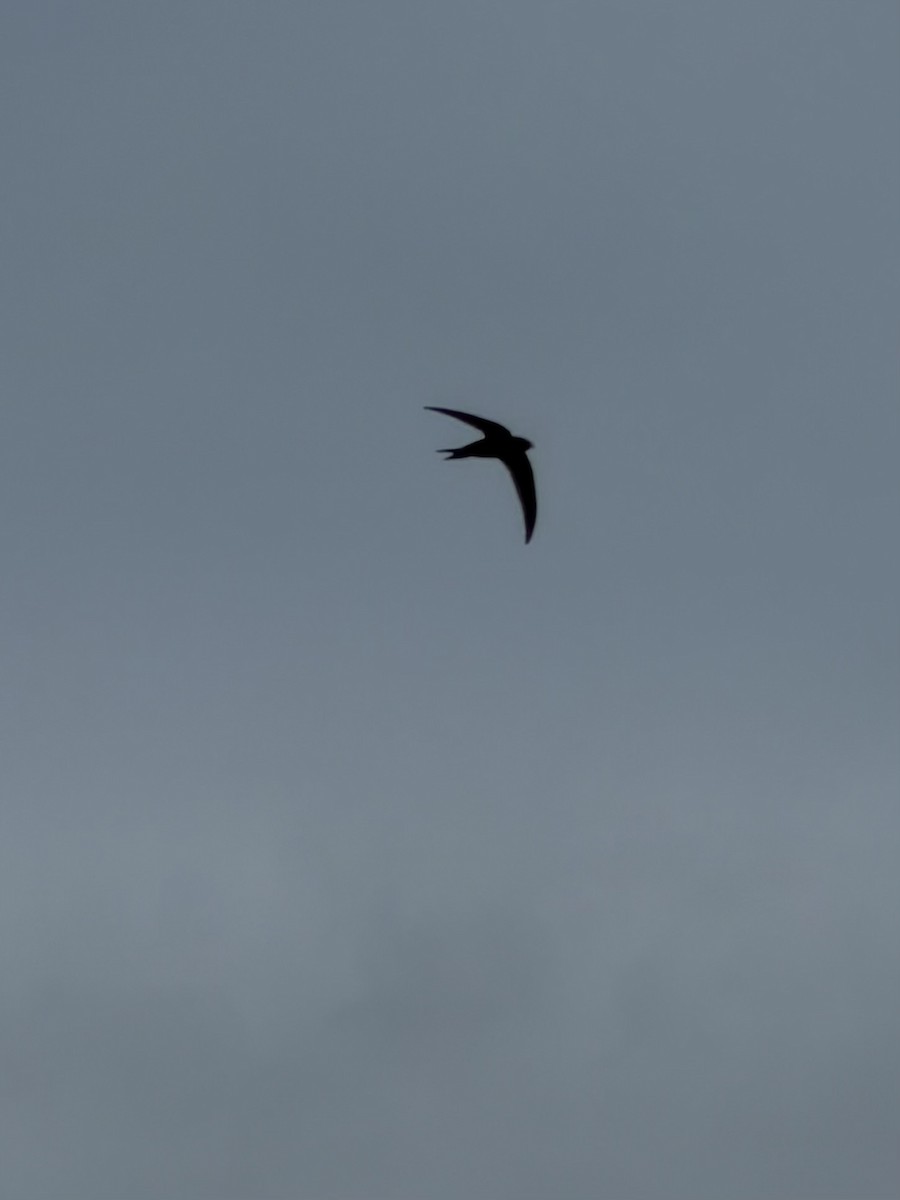Common Swift - ML659285470