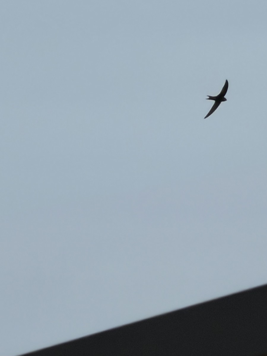 Common Swift - ML659285471