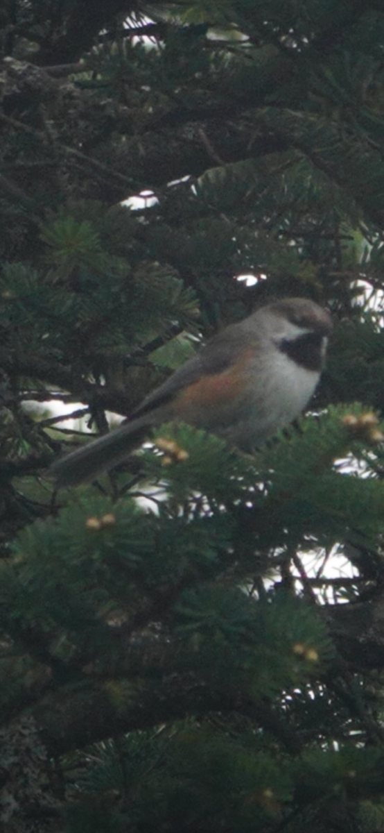 Boreal Chickadee - ML659285741