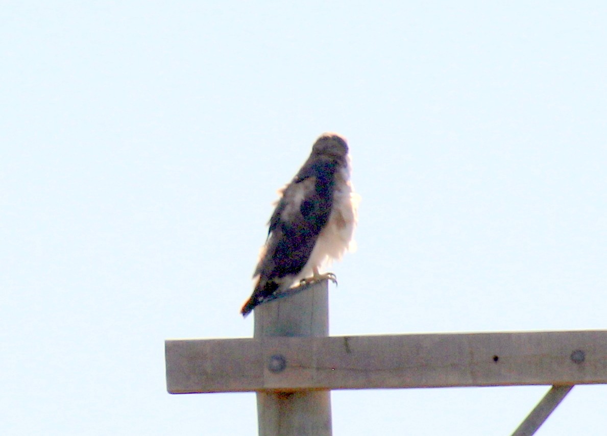 Variable Hawk - ML659285892