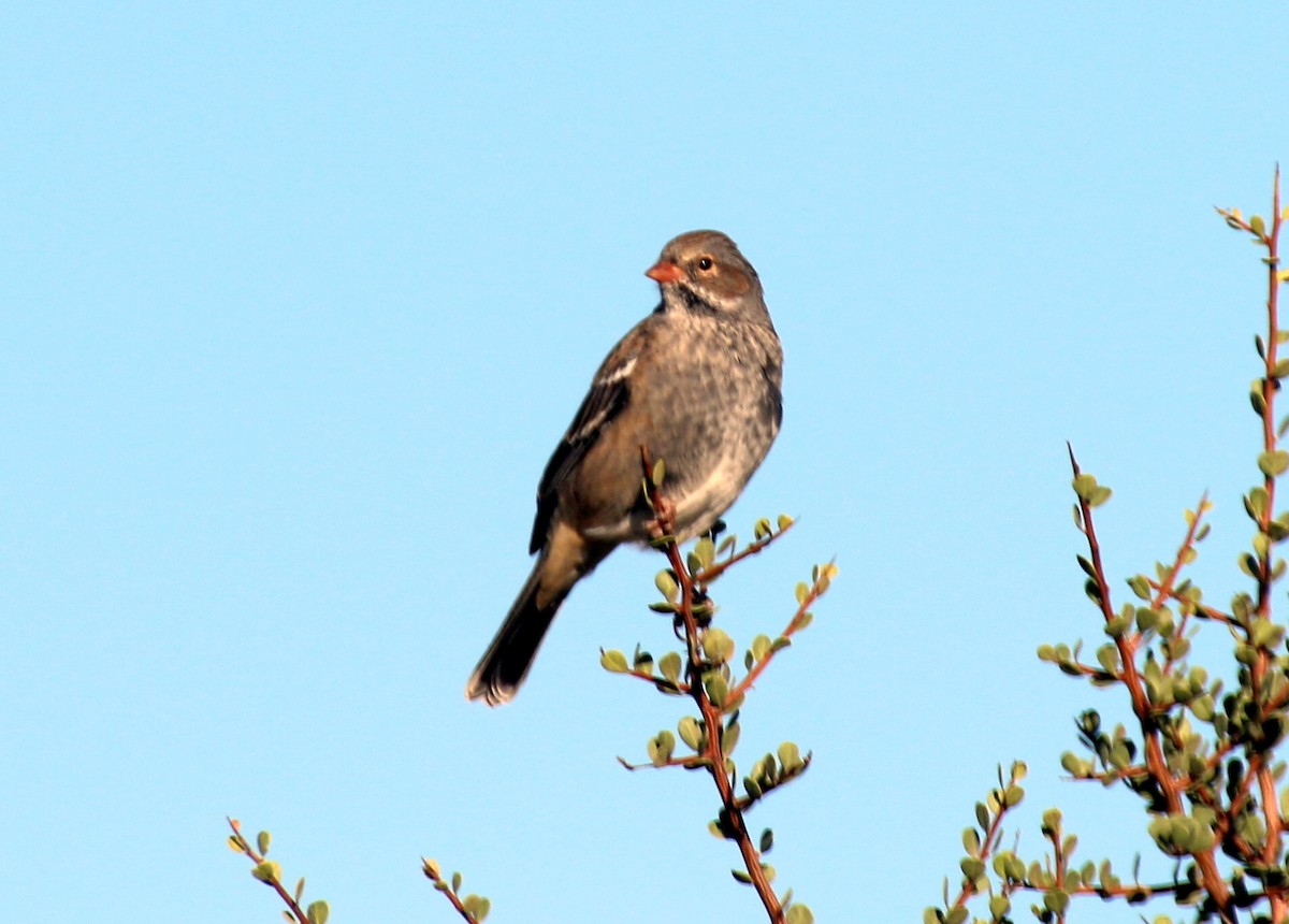 Mourning Sierra Finch - ML659285900