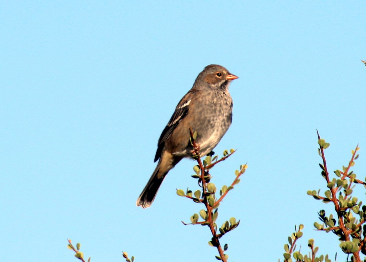 Mourning Sierra Finch - ML659285904