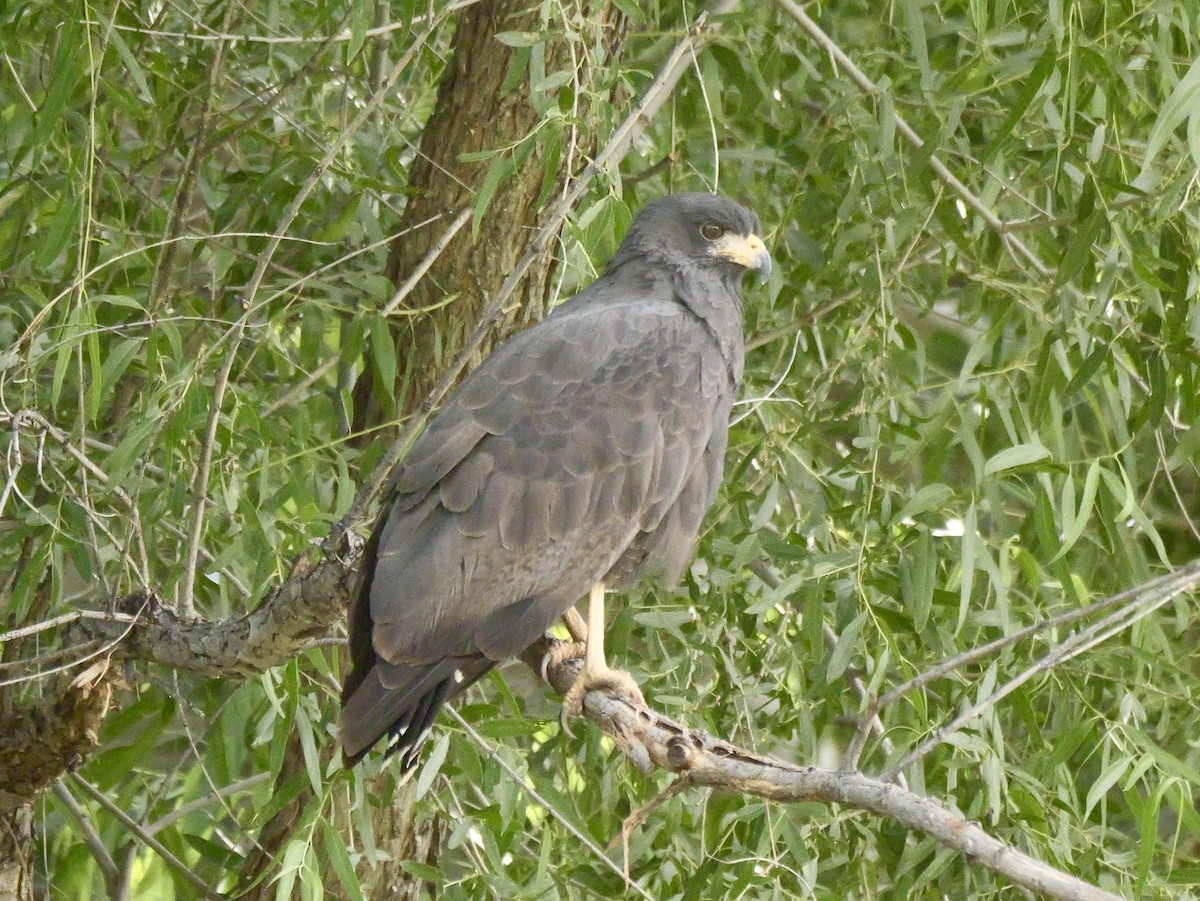 Канюк-крабоїд чорний - ML659286681