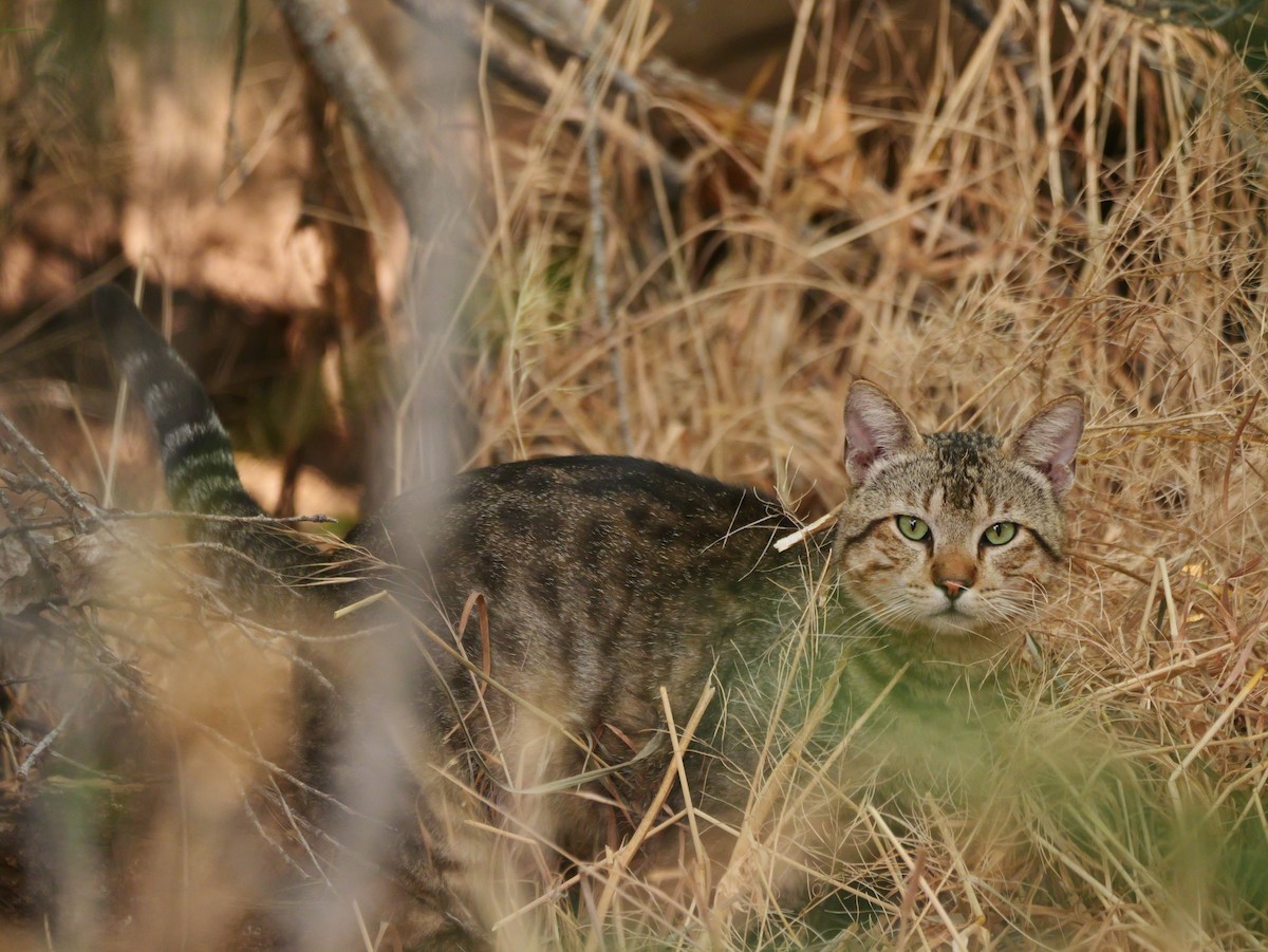Domestic Cat - ML659286760