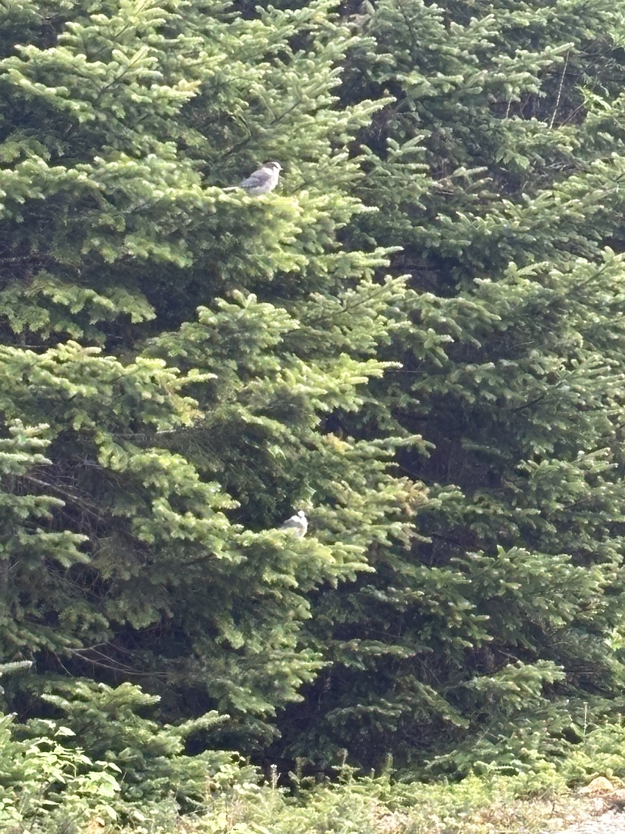 Canada Jay (Boreal) - ML659286948