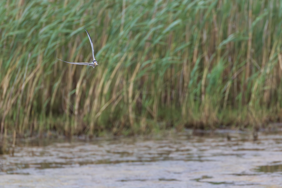 Least Tern - ML659288062