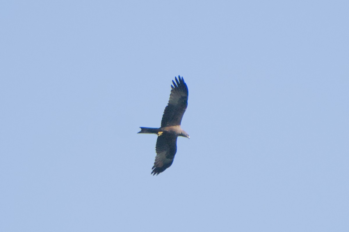 svartglente - ML659288747