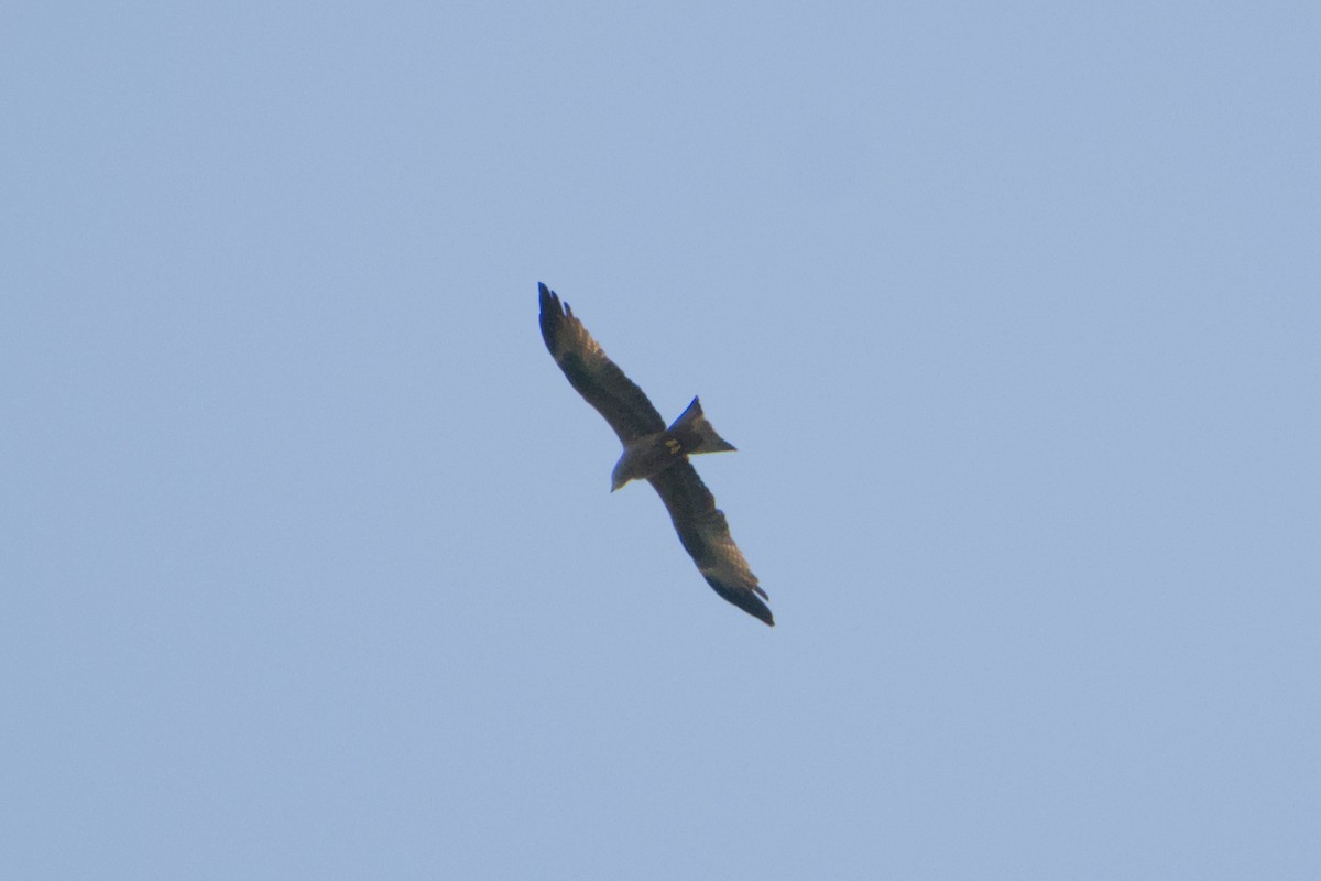 svartglente - ML659288750