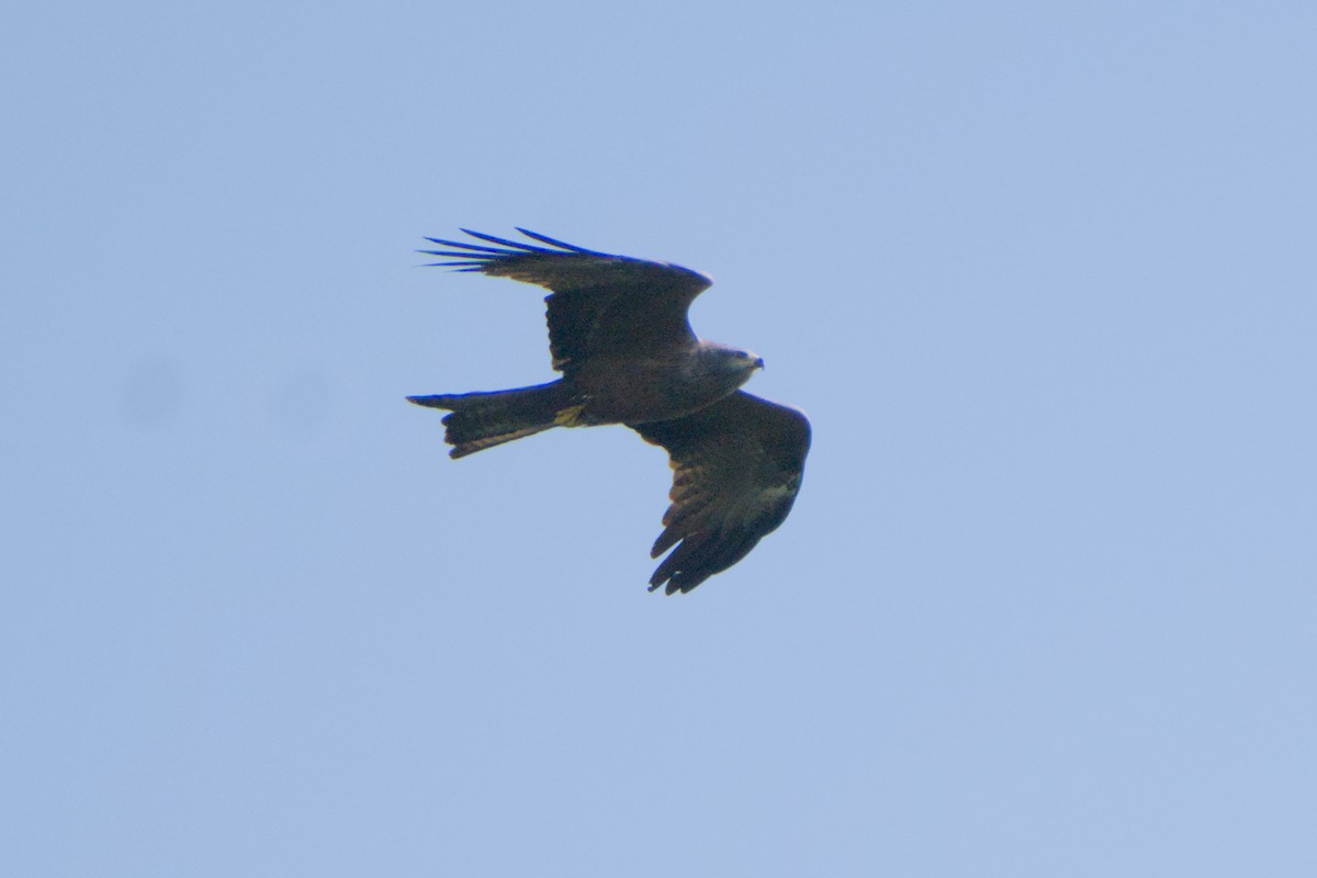 svartglente - ML659288751