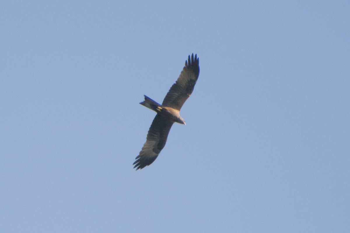 svartglente - ML659288752