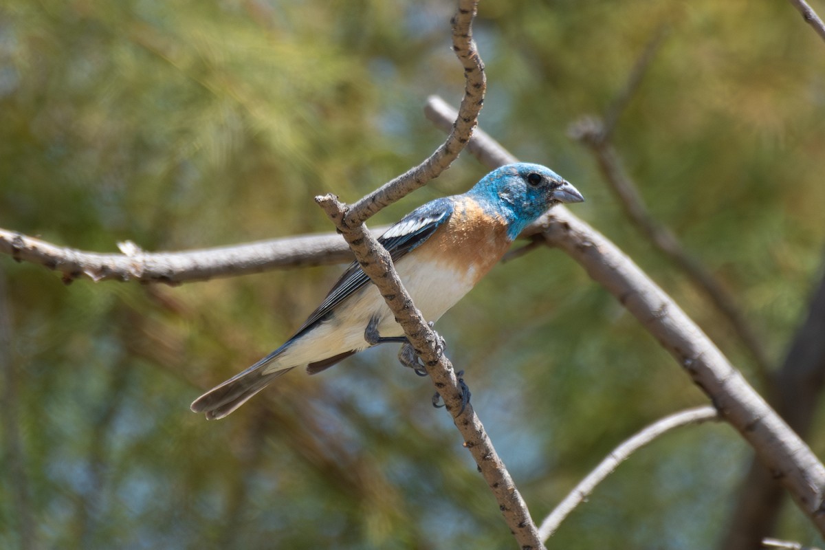 Lazuli Bunting - ML659289042