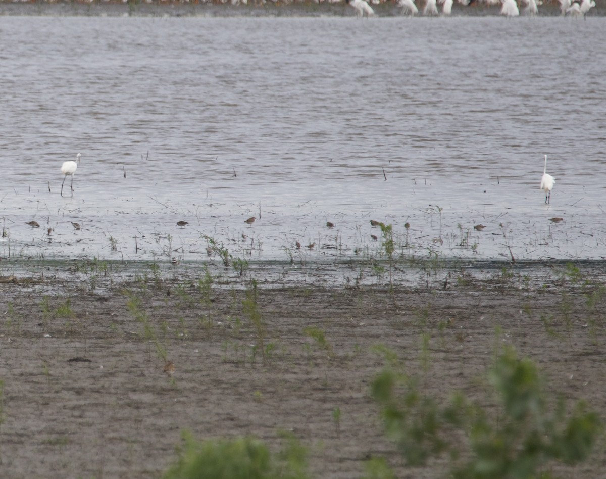 Pectoral Sandpiper - ML659289989