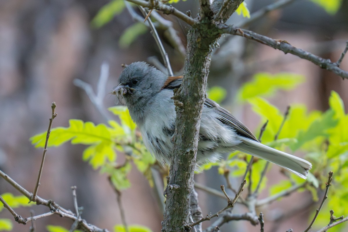 strnadec zimní (ssp. caniceps) - ML659290140