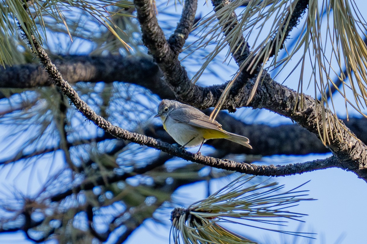 Virginia's Warbler - ML659290160