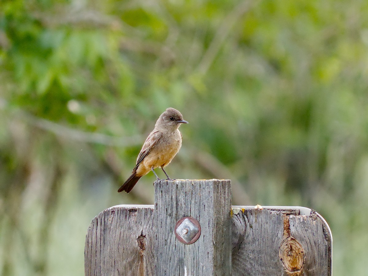 Say's Phoebe - ML659290209