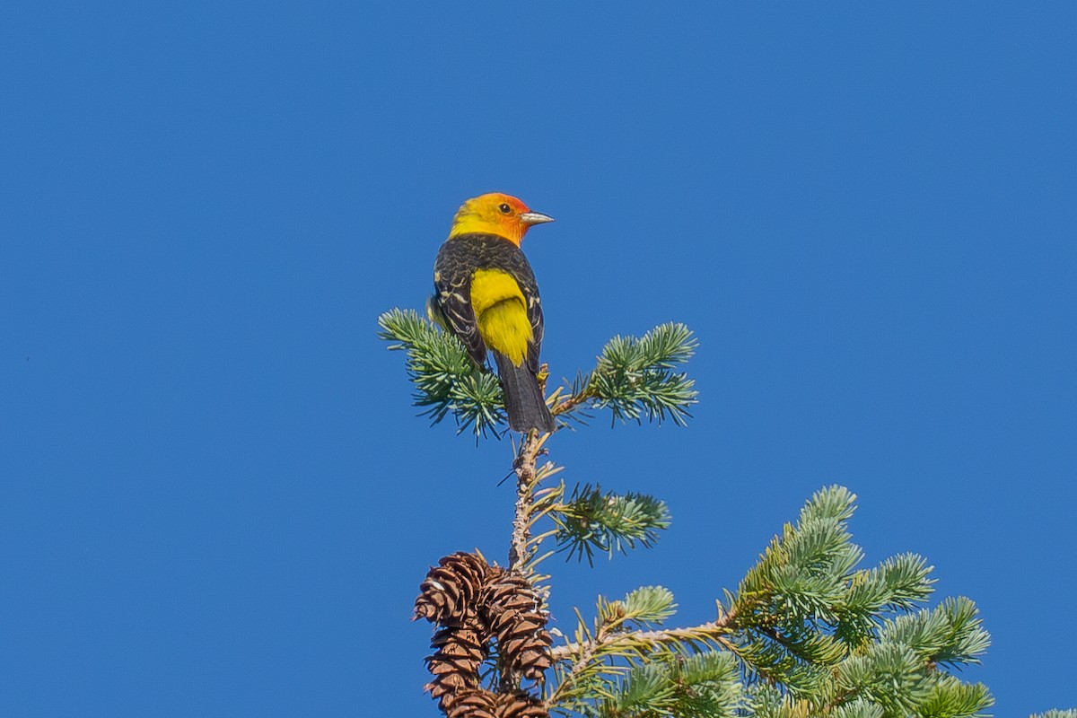 Western Tanager - ML659290282