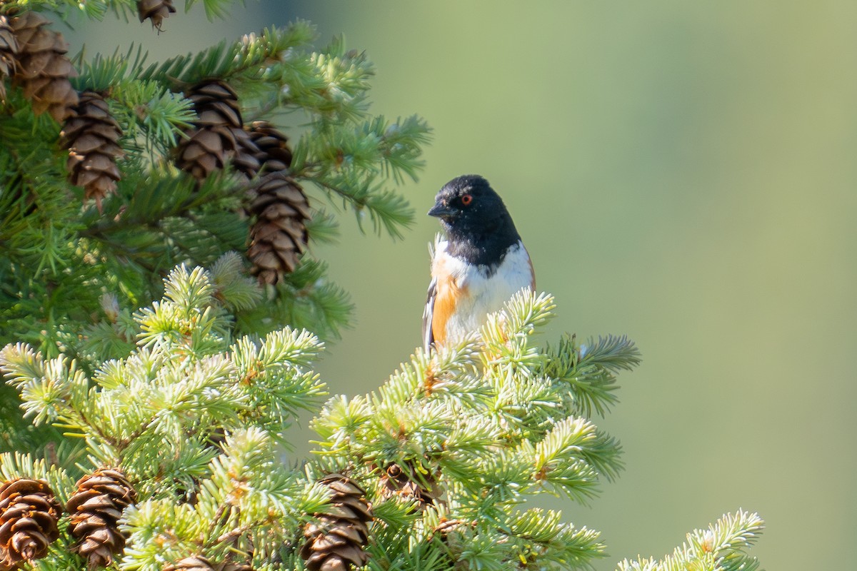 Spotted Towhee - ML659290295
