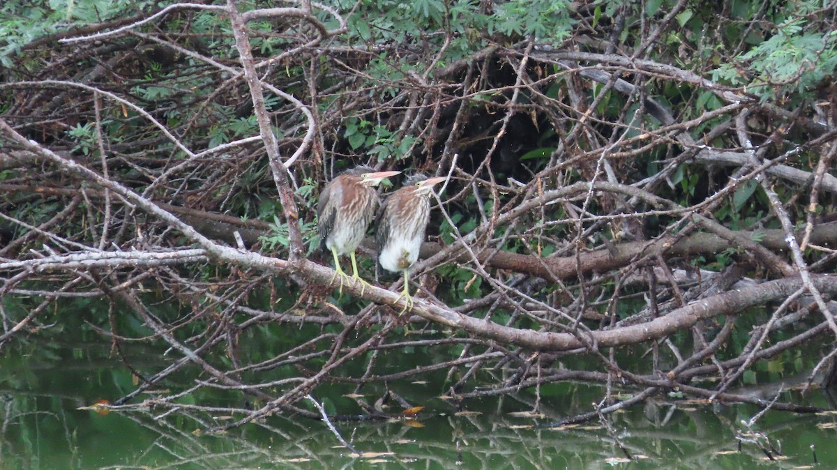 Green Heron - ML659290306