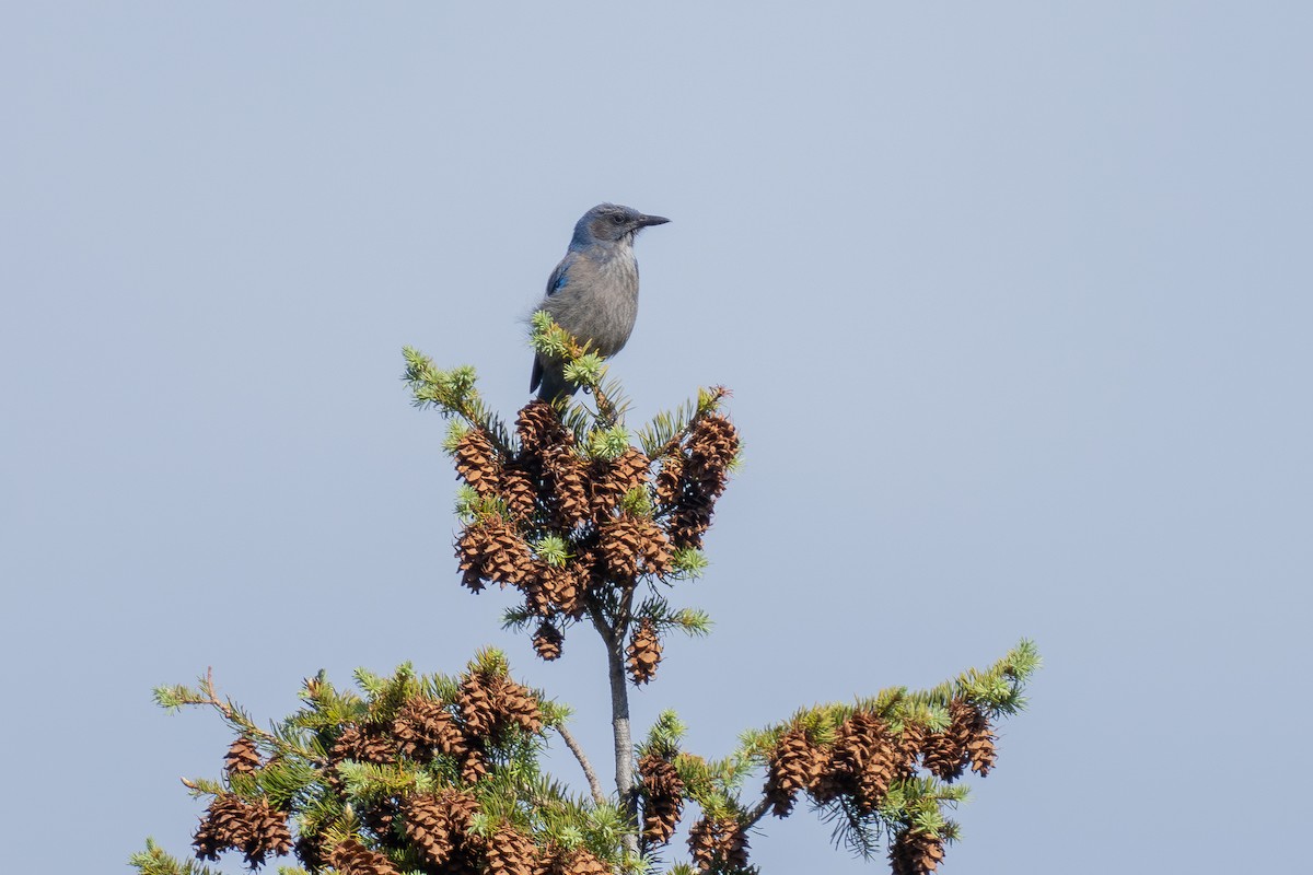 Woodhouse's Scrub-Jay - ML659290307