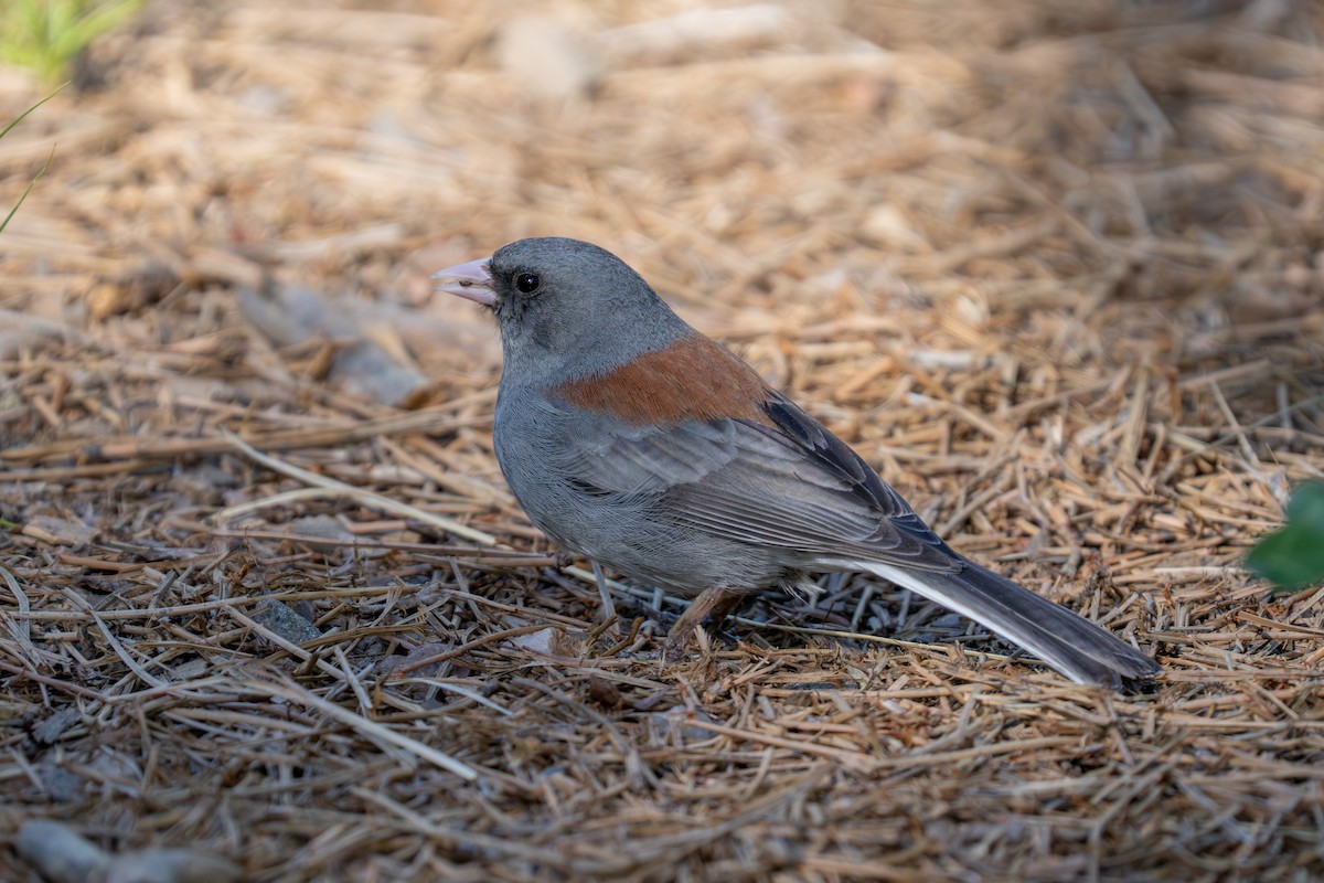 strnadec zimní (ssp. caniceps) - ML659290386