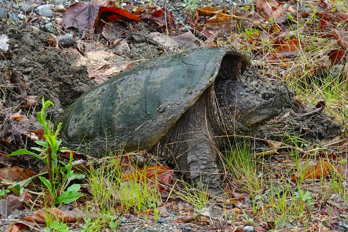 Common Snapping Turtle - ML659290400
