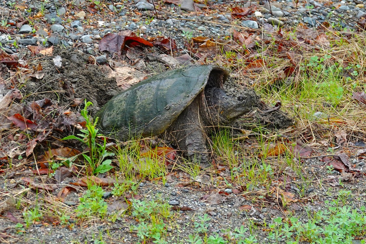 Common Snapping Turtle - ML659290401