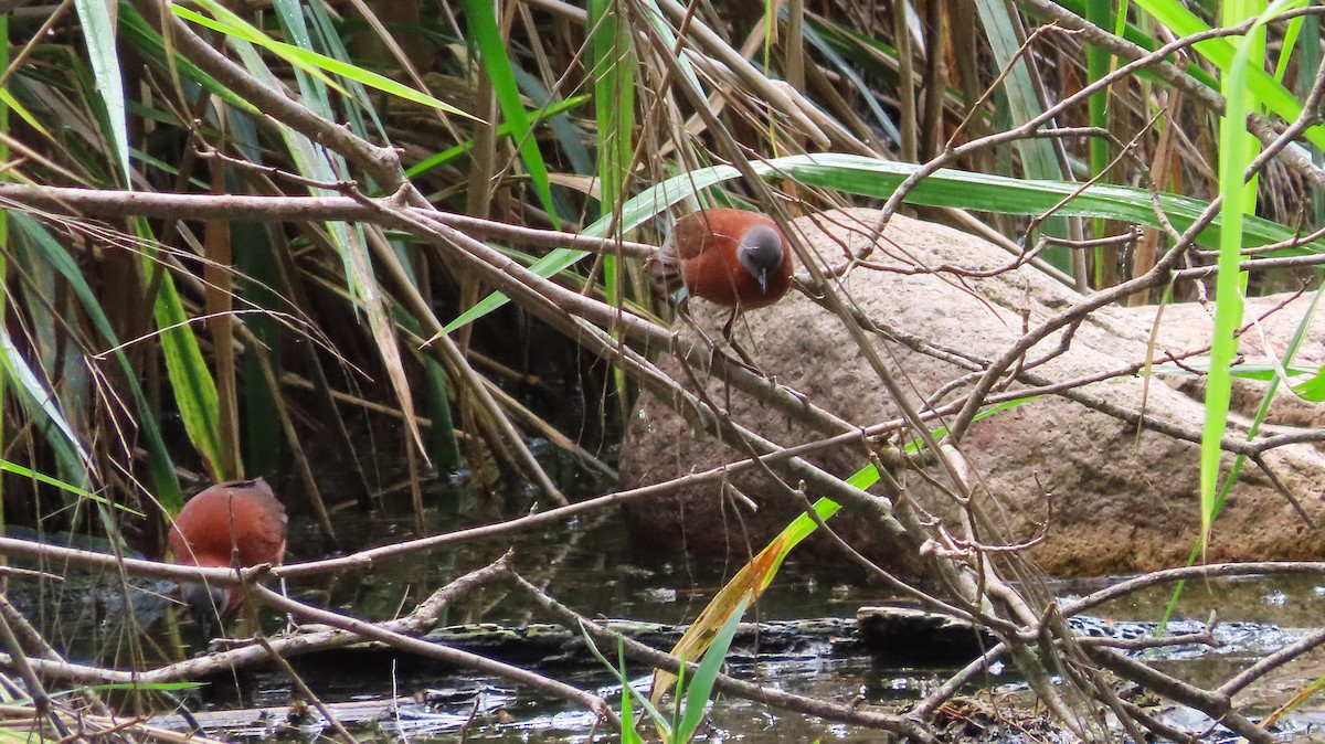 Ruddy Crake - ML659290462