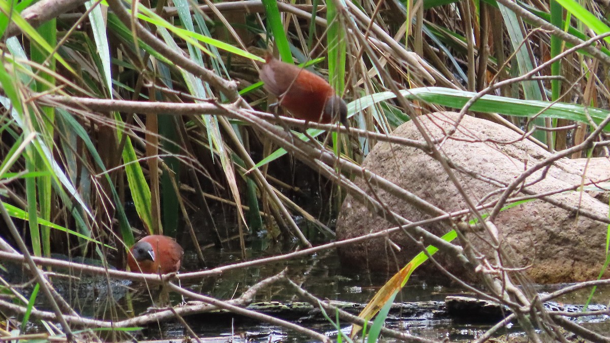 Ruddy Crake - ML659290463