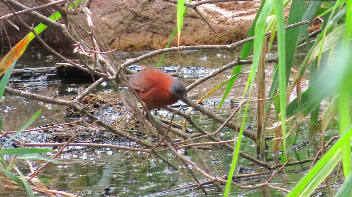 Ruddy Crake - ML659290464