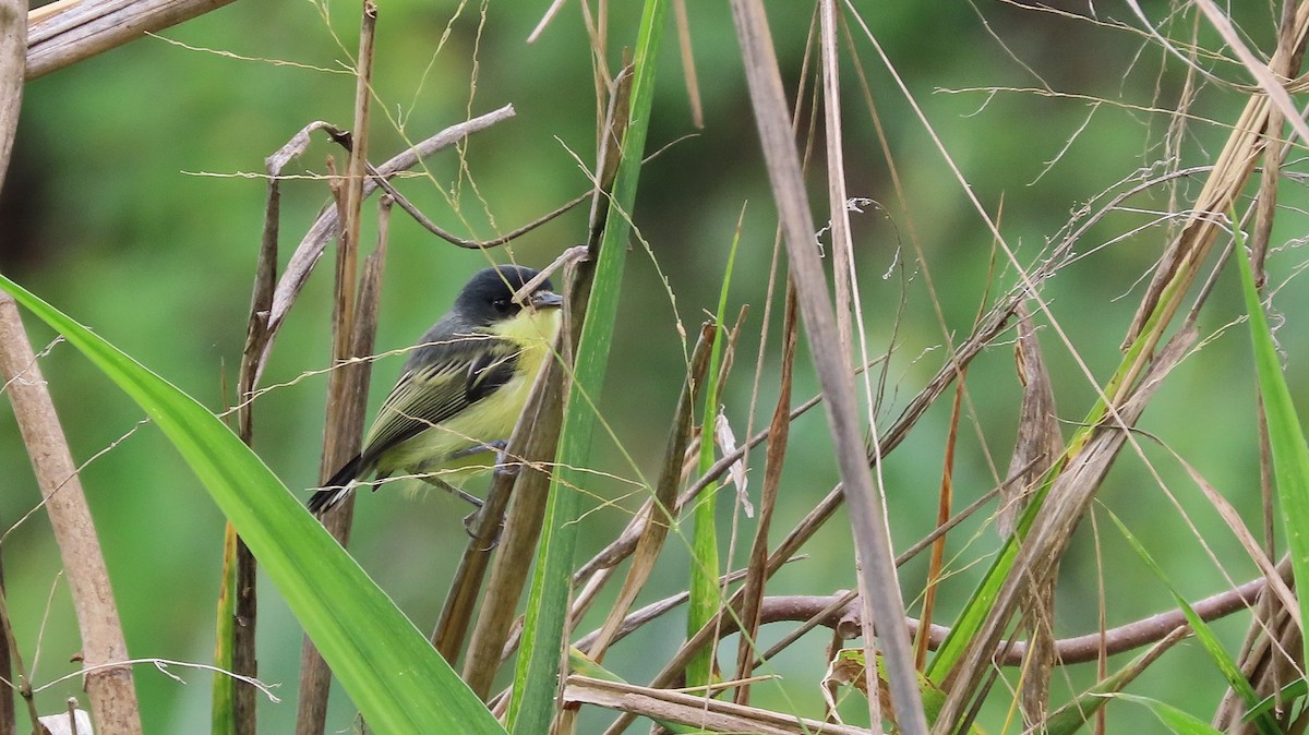 Common Tody-Flycatcher - ML659290476