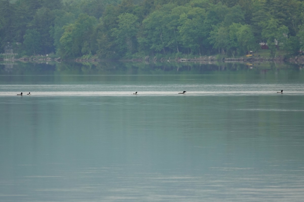 Common Loon - ML659290520