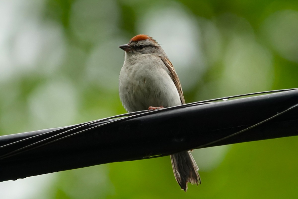 Chipping Sparrow - ML659290539