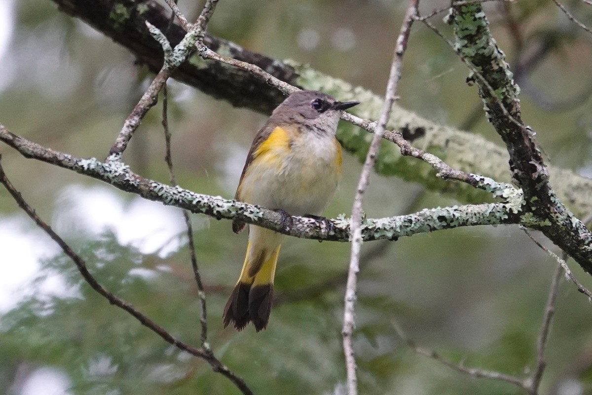 American Redstart - ML659290555