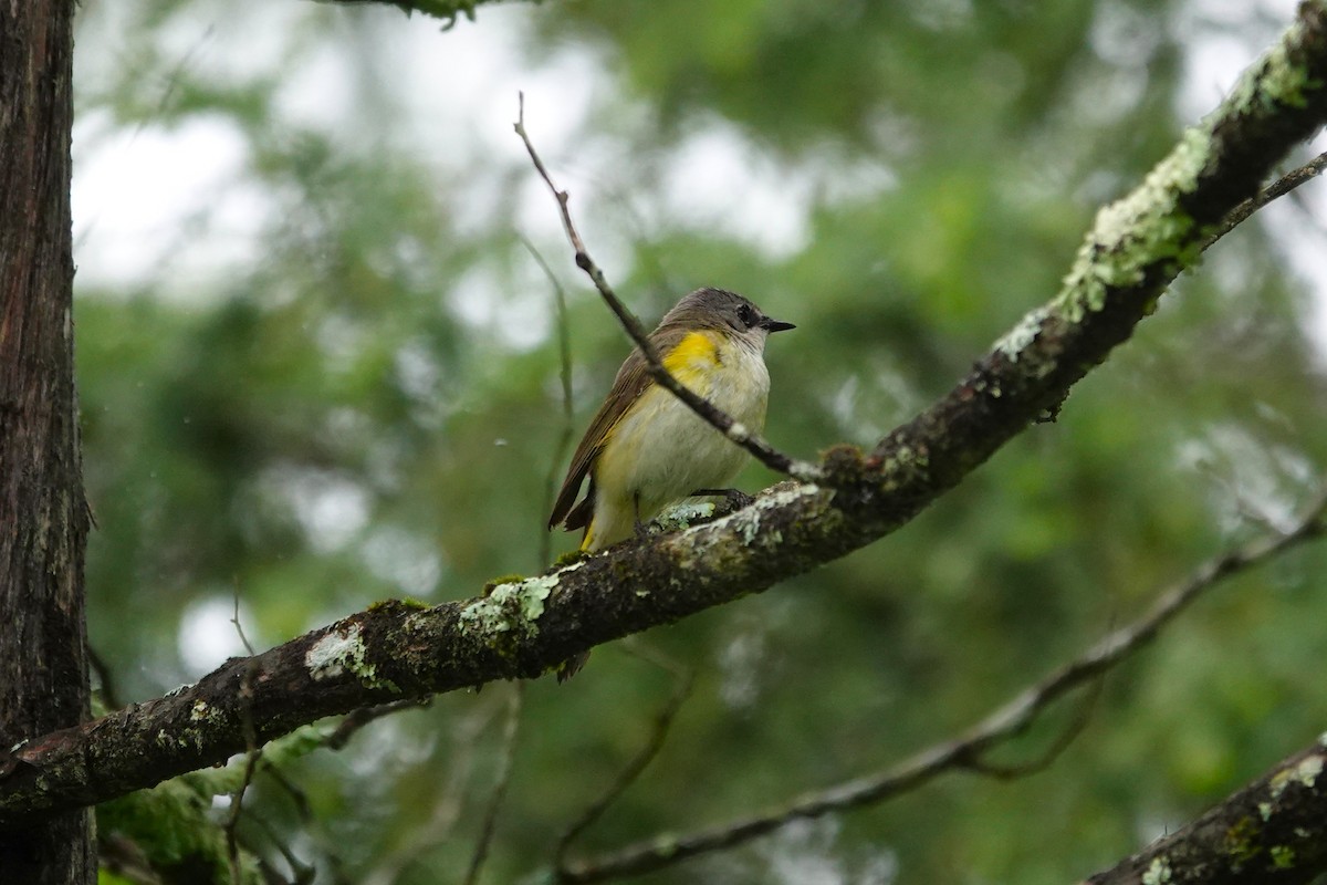 American Redstart - ML659290556