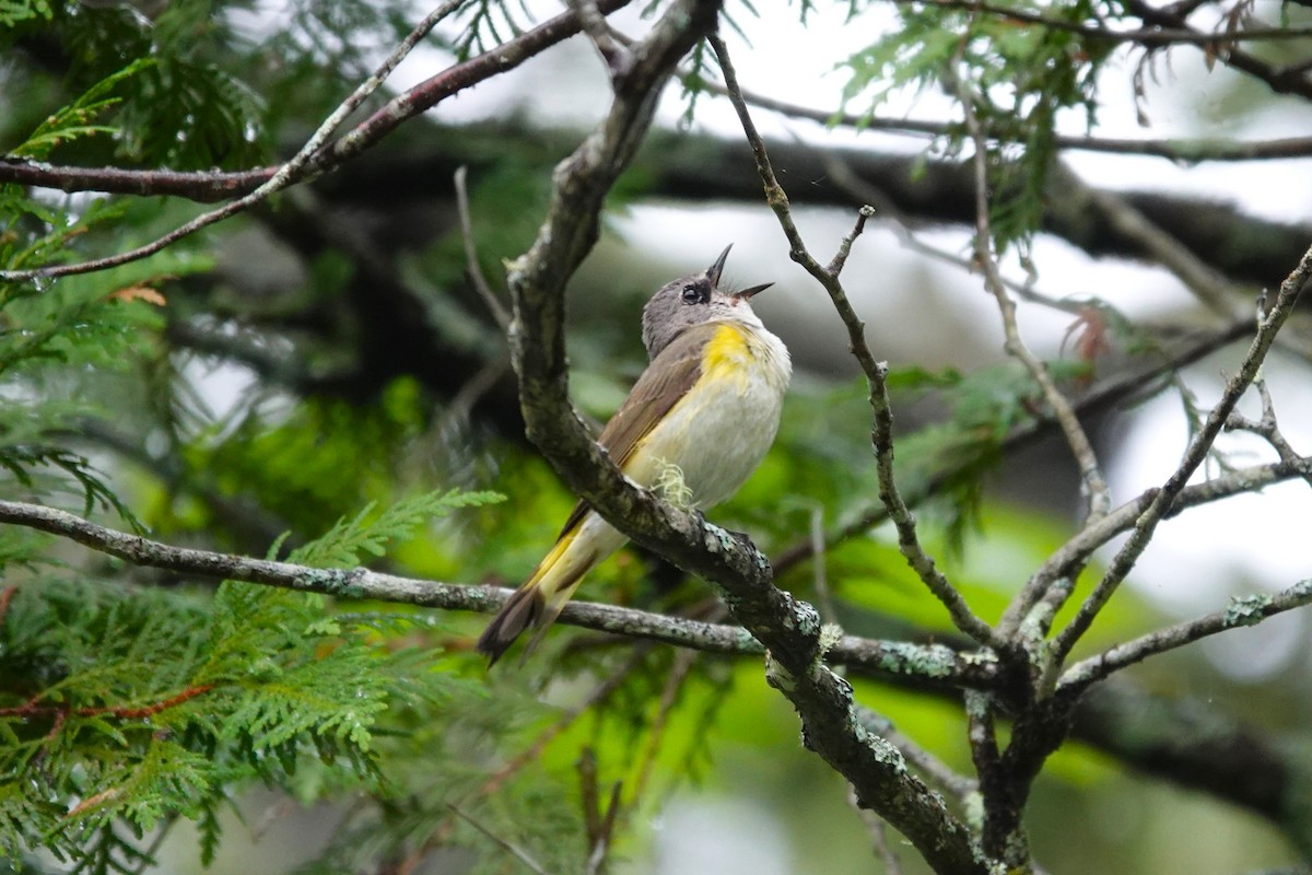 American Redstart - ML659290557