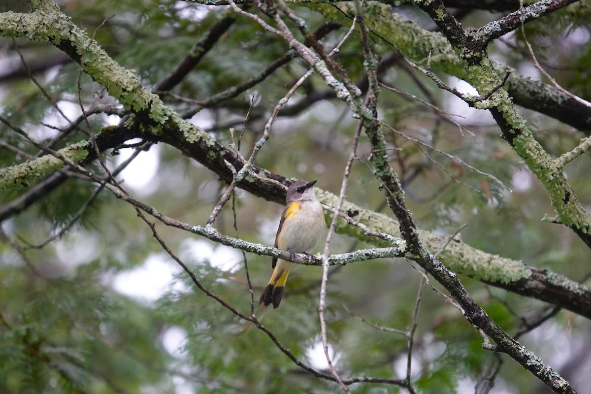 American Redstart - ML659290560